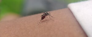 Mosquito Aedes aegypti
