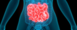 Ilustração intestino delgado