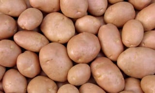 Batata Asterix - Foto: Denis Pogostin/Shutterstock